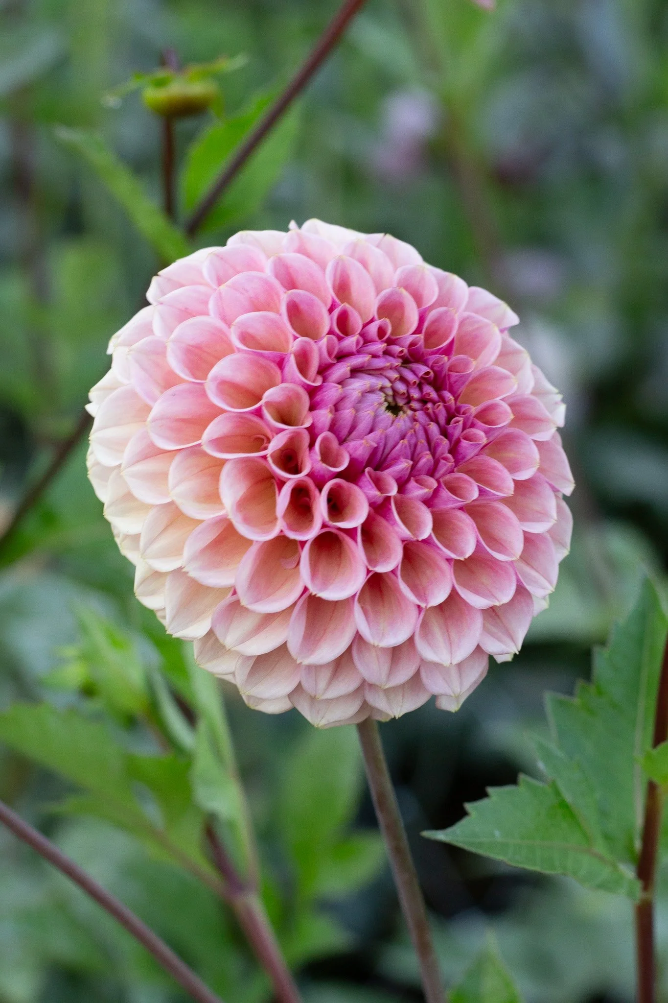 Dahlia : Sandia Bliss — ciderpress lane